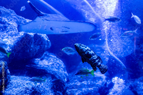 Canvastavla 水族館