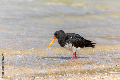 Obraz na plátně Variable Oystercatcher, Haematopus unicolor