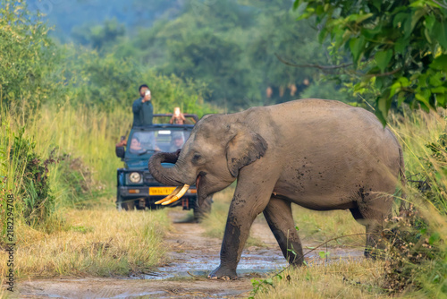 Obraz na płótnie Asian Elephant, Elephas maximus indicus
