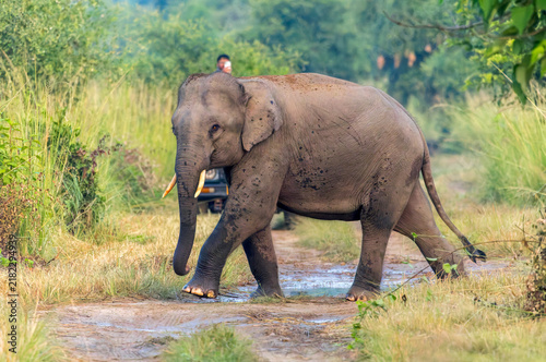 Konstfotografi Asian Elephant, Elephas maximus indicus