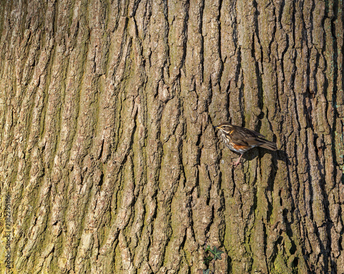 Canvas Print Redwing, Turdus iliacus