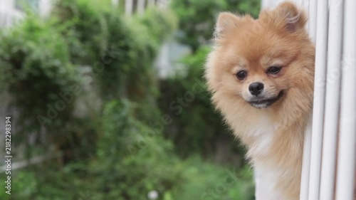 夏の家のベランダで楽しく遊んでいる可愛いポメラニアンの子犬の姿