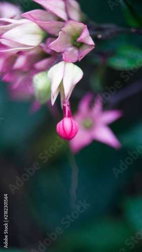 Bild auf Leinwand This flower is a Bleeding-heart Vine, scientifically known as Clerodendrum x speciosum (commonly referred to as the Purple Glory Bower)