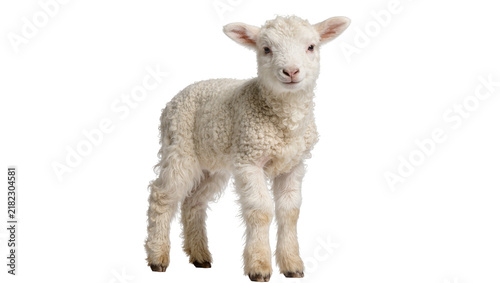 Fluffy white lamb standing, isolated on transparent background