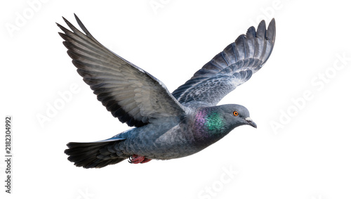 Gray pigeon bird with iridescent neck feathers wings spread, isolated on transparent background