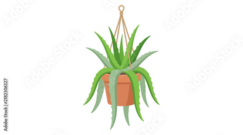 Hanging aloe vera succulent plant in terracotta basket.
