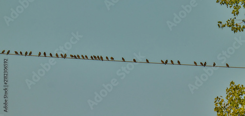 Birds sitting on a high voltage wire.