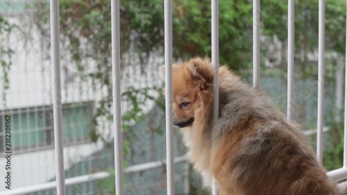 夏の家のベランダで楽しく遊んでいる可愛いポメラニアンの子犬の姿