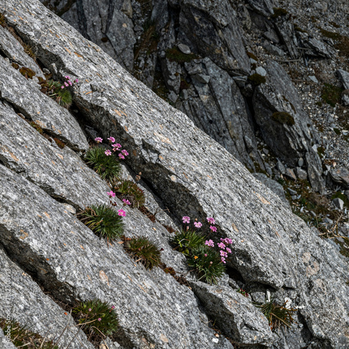 Loose scree slope beneath a granite ridge with alpine flowers