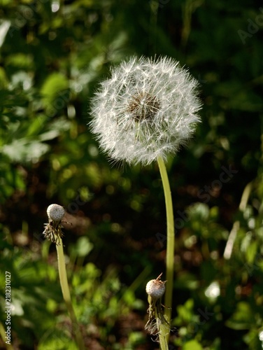 Single white fluffy dandelion seed head in a lush green garden field