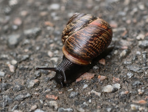 Canvas Print Garden snail with brown spiral shell crawling slowly on asphalt ground