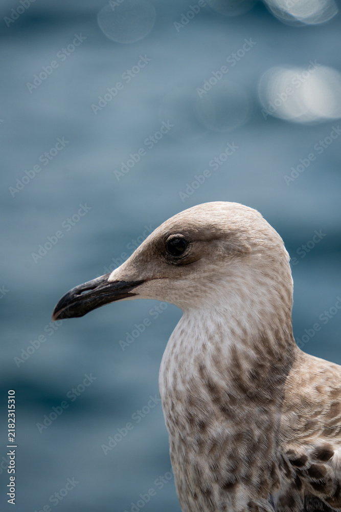 Fototapeta premium Close up profile portrait of seagull head against blurry blue sea water. Coastal wildlife shot highlights natural detail and serene marine atmosphere.