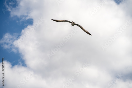 Foto Single seagull soars high against blue sky filled with white clouds