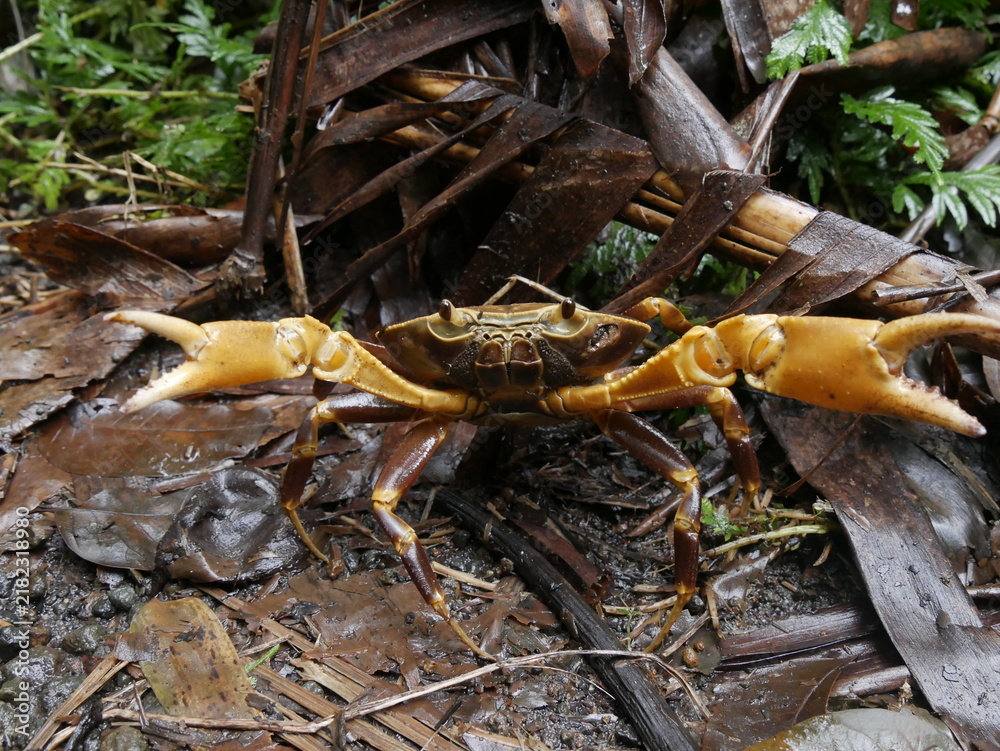 Fototapeta premium guinotia dentata, freshwater crab in Guadeloupe, lesser antilles fauna in the foret. Terrestrial crab in defensive attitude with claws