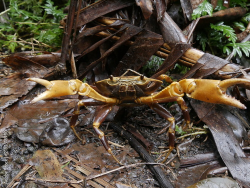 Fotografía guinotia dentata, freshwater crab in Guadeloupe, lesser antilles fauna in the foret