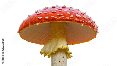 Quadro su tela Red and white spotted Amanita muscaria mushroom with yellow gills, isolated on t