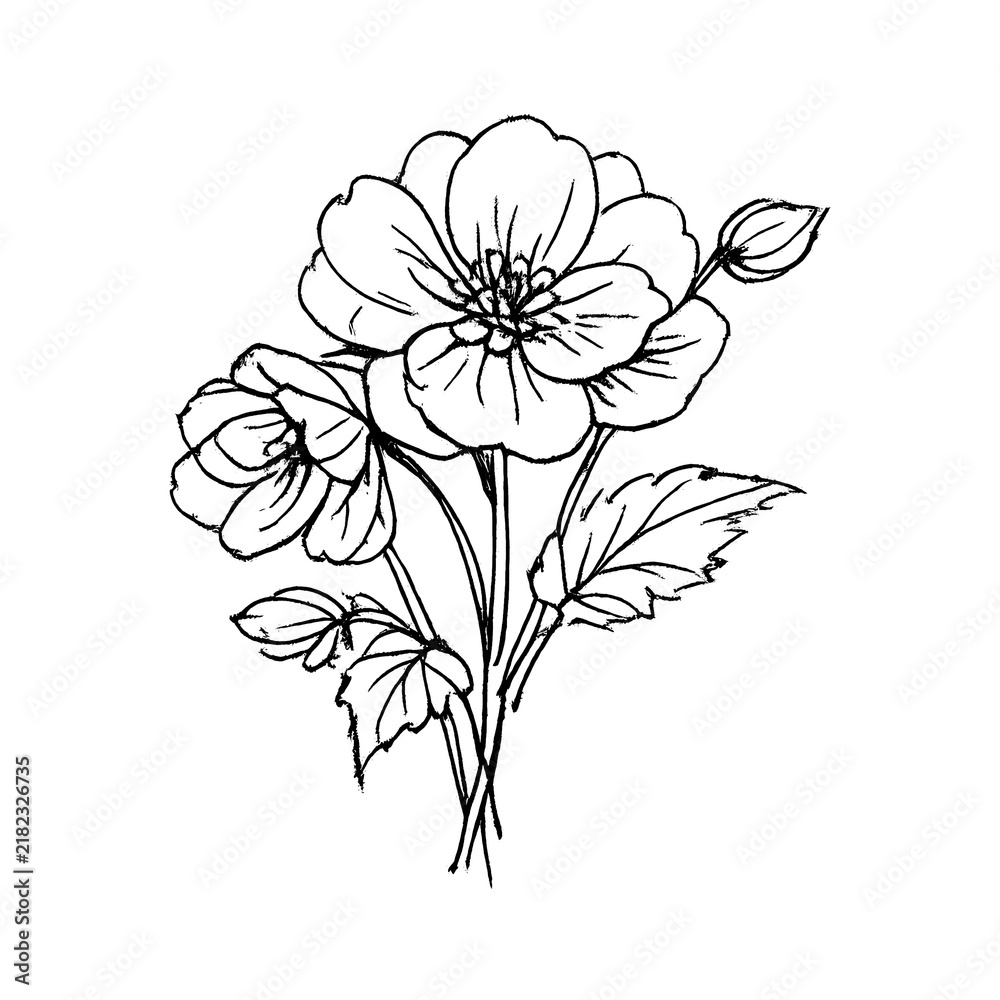 Obraz premium PNG Elegant floral line art illustration.