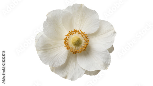 Fotografía Delicate white anemone flower with yellow stamen, isolated on transparent backgr