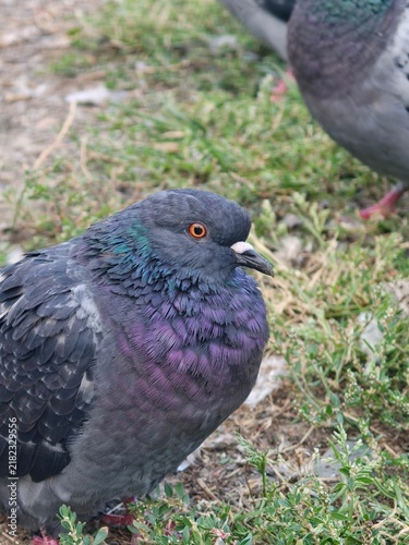 Close up portrait of a pigeon standing on green grass with rock dove