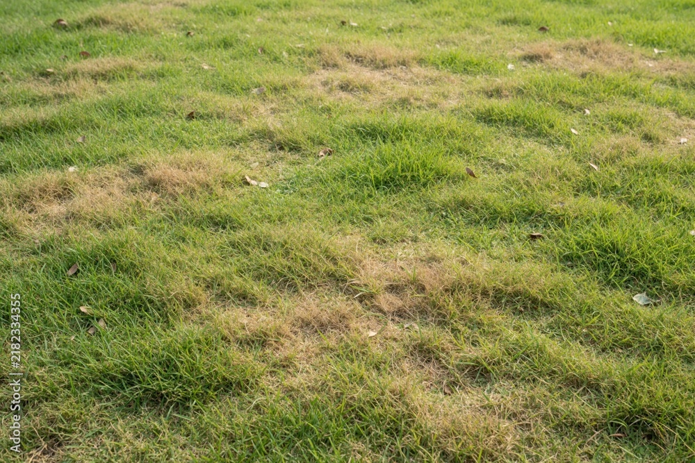 Obraz premium Green grass lawn with patchy dry brown areas on uneven turf surface. Natural outdoor ground texture background shows meadow with dead vegetation. Minimal landscape under bright daylight needs garden