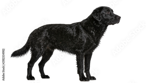 Canvas Print Wet black Labrador Retriever dog standing alert, isolated on transparent backgro