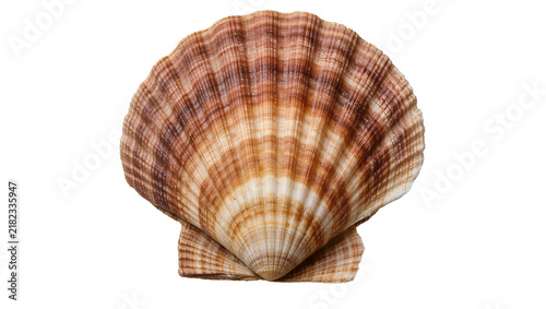 Fotografía Natural brown and white striped scallop shell, isolated on transparent backgroun