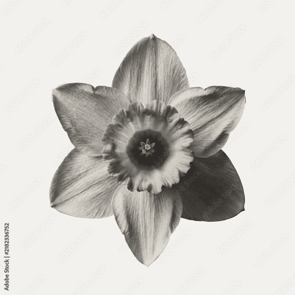 Obraz premium Single black and white daffodil flower head centered on a plain background with daffodil narcissus botanical monochrome isolated greyscale minimalist delicate