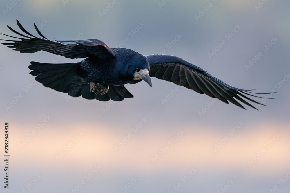 Fototapeta premium The Raven in Seamless Flight Over a Serene Sunset Sky
