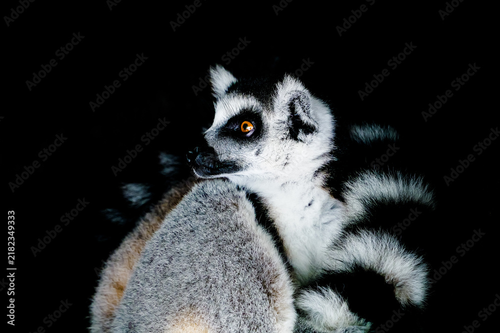 Obraz premium HD close-up of a ring-tailed lemur on a dark background, with sparkling amber eyes and soft fur