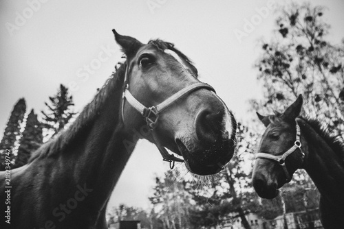 Canvastavla Two horses outdoors in black and white
