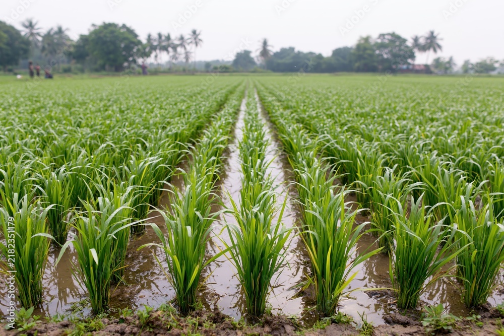 Fototapeta premium The Rice Field with Ordered Rows of Green Young Plants in Flooded Paddies