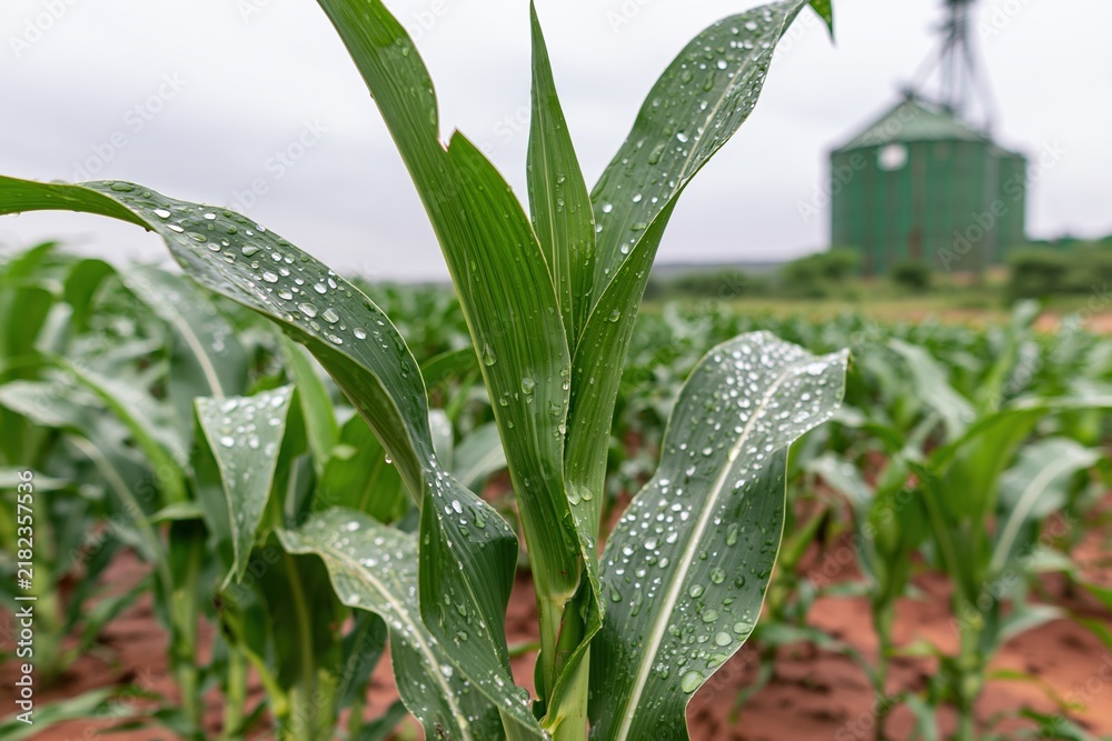 Obraz premium The Corn Plant Dewy Field with Silos and Farmland in Morning