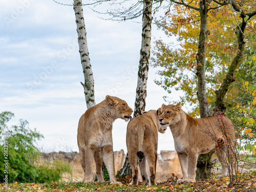 Konstfotografi Lionnes