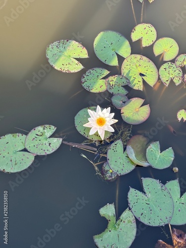Fotografie water lily in the pond