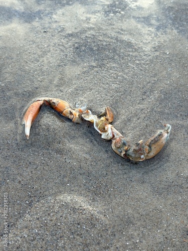 Canvastavla crab on the beach