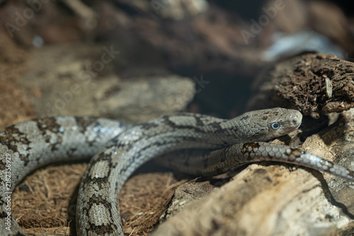 Obraz na plátně Gray snake resting among rocks and branches in a natural enclosure, with its detailed scales and striking eye in sharp focus