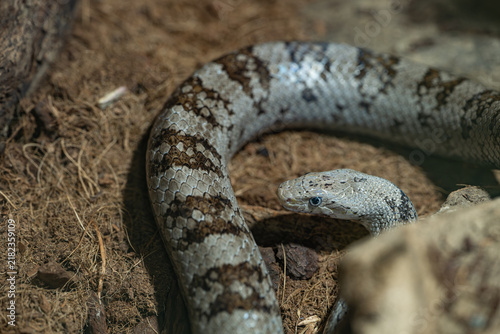 Obraz na plátně Gray snake coiled on the ground among rocks and dry vegetation, with its head and detailed scales in sharp focus