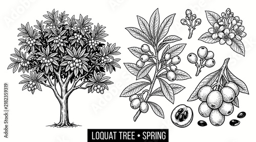 Obraz na plátne Very beautiful black and white realistic vector set of a LOQUAT TREE with separa