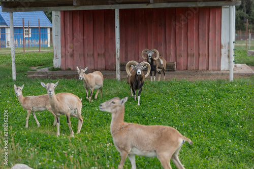 Photography A group of wild animals in a grassy area