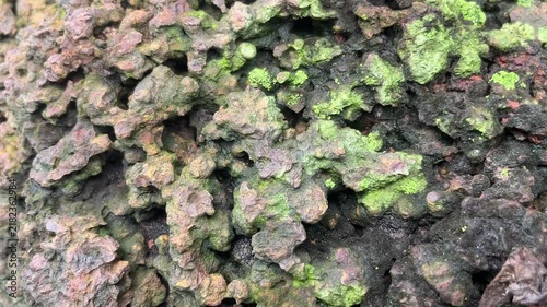 Mossy Lava Rocks: Close-up texture of porous, rough lava rocks with patches of vibrant green moss growing on their surfaces, showcasing a unique natural formation.
