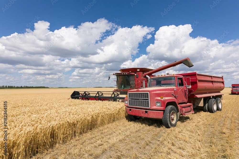 Obraz premium The Red Combine Harvester in a Golden Wheat Field under a Bright Sky