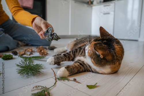 Foto Owner offers bark to a resting calico cat surrounded by leaves, branches and pinecones, introducing outdoor smells and textures to reduce boredom and encourage curiosity in an inactive pet