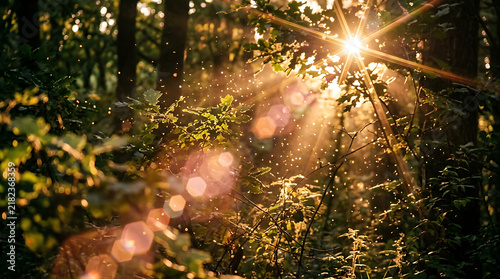Sun rays shining through forest trees