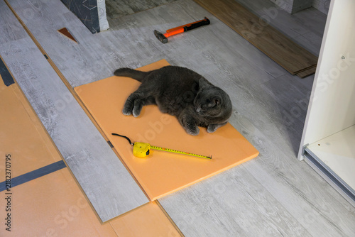 Grey cat sleeping on a floor insulation layer