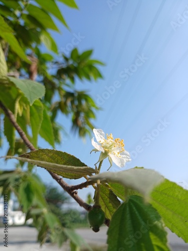 Wild cherry blossom of Muntingia calabura