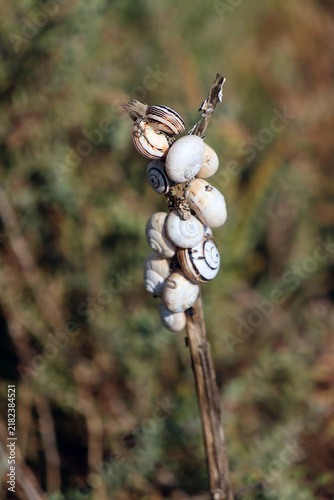 Famille de petits escargots tous collés sur le piquet