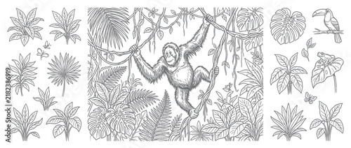Photography Orangutan swinging in lush jungle with tropical plants and toucan