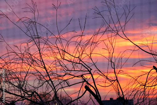 Coucher de soleil au milieu des branches