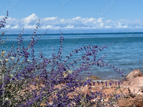 Bild auf Leinwand Purple wildflowers sway gently by the shoreline of a tranquil lake under a clear blue sky with fluffy clouds on a sunny day