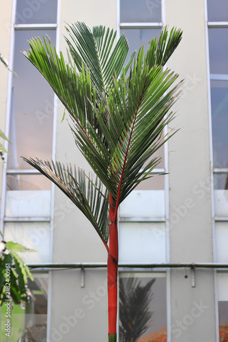 A stunning red Lipstick palm with a distinctive bright red trunk, set against an office building as an exterior decorative feature
